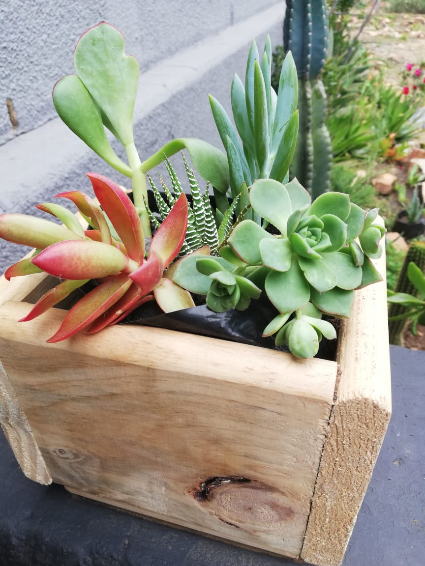 Wooden planter with 5 succulents