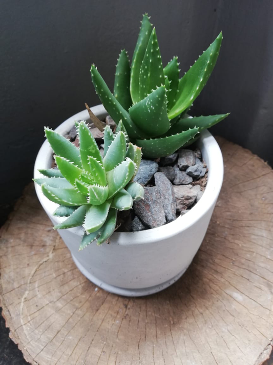 Cement planter with two succulents