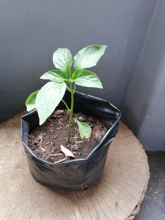 Chilli Plant