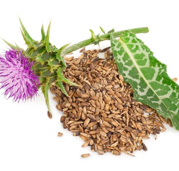 Soulful Milk thistle (Silybum marianum)