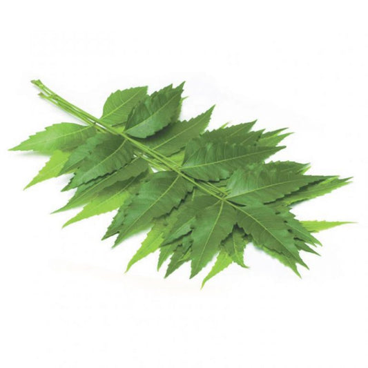 Soulful Neem (Azadirachta Indica)